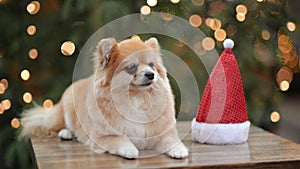 Portrait of Cute Dog In Santa Hat. Merry Christmas And Happy New Year Concept.