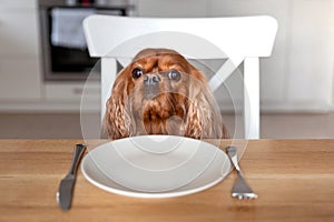 Portrait of a cute dog waiting for meal