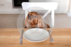 Portrait of a cute dog waiting for meal