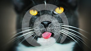 A portrait of a cute domestic gray cat with yellow eyes and a black nose, who stuck his pink tongue out of his mouth and wants