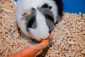 Portrait of a cute domestic guinea pig close-up.Latin name Cavia porcellus