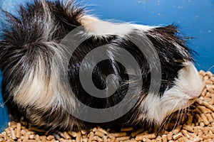 Portrait of a cute domestic guinea pig close-up.Latin name Cavia porcellus