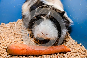 Portrait of a cute domestic guinea pig close-up.Latin name Cavia porcellus