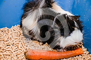 Portrait of a cute domestic guinea pig close-up.Latin name Cavia porcellus