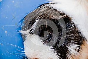 Portrait of a cute domestic guinea pig close-up.Latin name Cavia porcellus