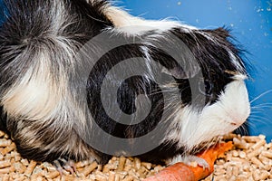 Portrait of a cute domestic guinea pig close-up.Latin name Cavia porcellus