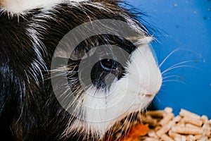 Portrait of a cute domestic guinea pig close-up.Latin name Cavia porcellus