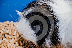 Portrait of a cute domestic guinea pig close-up.Latin name Cavia porcellus