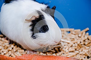 Portrait of a cute domestic guinea pig close-up.Latin name Cavia porcellus