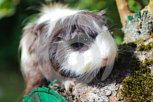 Portrait of a cute domestic guinea pig close-up.Latin name Cavia porcellus