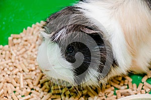 Portrait of a cute domestic guinea pig close-up.Latin name Cavia porcellus