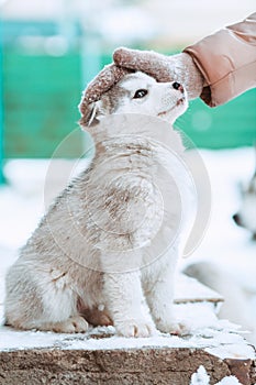 Portrait of a cute domestic husky puppy whose woman is stroking the head