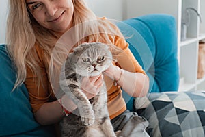 Portrait of a cute domestic purebred cat lying with the owner of the house.