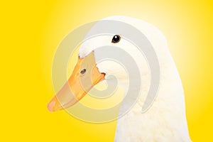 Portrait of a cute duck on yellow background