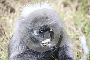 Portrait of a cute dusky leaf monkey. Dusky langur eats a treat of nuts