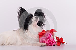 Portrait of a cute eared dog of the Papillon breed with a gift and a bouquet of roses for Valentine& x27;s Day. A romantic