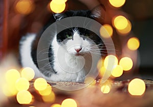 Portrait of cute edgy cat sitting on the floor surrounded by bright festive glitter and circles of light