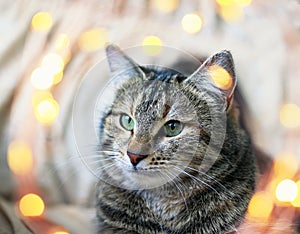 Portrait of cute edgy cat surrounded by festive circles of Golden light