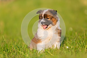 Portrait of a cute elo puppy