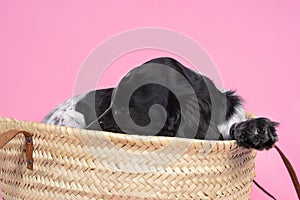Portrait of a cute English cocker spaniel sleeping in a wicker basket or bag on a pink background
