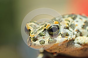 Portrait of cute european green toad