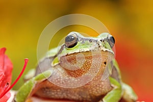 Portrait of cute european tree frog