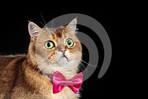 Portrait of cute face of british shorthair cat in bow tie on black background