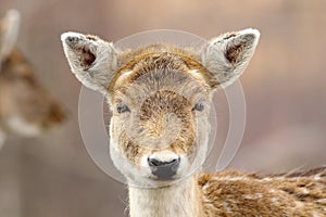 Portrait of cute fallow deer hind