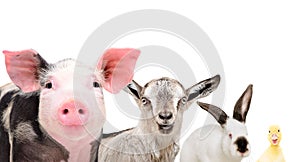 Portrait of cute farm animals, closeup