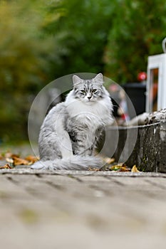 Portrait of a Cute female Persian cat in the garden