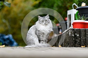 Portrait of a Cute female Persian cat in the garden