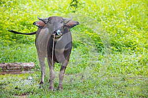 Portrait of cute of female water buffalo with the nose ropeon green background