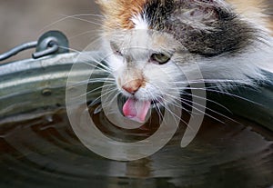 Portrait a cute fluffy cat drinks water from a bucket outside in the garden lapping up a long pink tongue