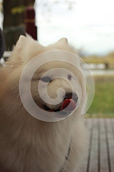 portrait of a cute fluffy furry happy Samoyed male family pet dog posing in a park in winter, Victoria Australia