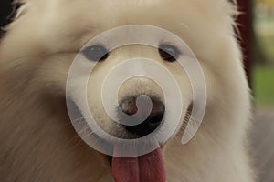 portrait of a cute fluffy furry happy Samoyed male family pet dog posing in a park in winter, Victoria Australia