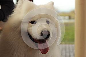 portrait of a cute fluffy furry happy Samoyed male family pet dog posing in a park in winter, Victoria Australia