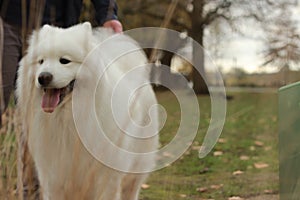 portrait of a cute fluffy furry happy Samoyed male family pet dog posing in a park in winter, Victoria Australia