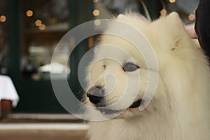 portrait of a cute fluffy furry happy Samoyed male family pet dog posing in a park in winter, Victoria Australia