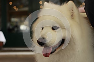 portrait of a cute fluffy furry happy Samoyed male family pet dog posing in a park in winter, Victoria Australia