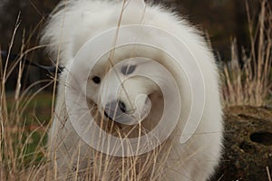 portrait of a cute fluffy furry happy Samoyed male family pet dog posing in a park in winter, Victoria Australia