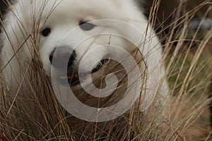 portrait of a cute fluffy furry happy Samoyed male family pet dog posing in a park in winter, Victoria Australia