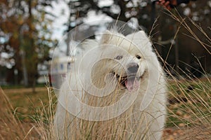 portrait of a cute fluffy furry happy Samoyed male family pet dog posing in a park in winter, Victoria Australia