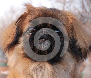 Portrait of cute fluffy hairy small dog pekingese