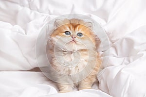 Portrait cute fluffy longhaired striped red ginger kitten with big eyes sit on white bed at home. kitty looking at