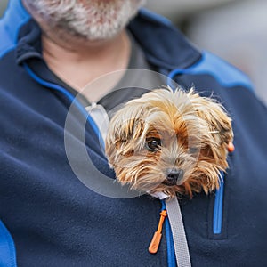 Portrait of cute fluffy puppy on mans chest. Caring for puppy, adoption concept