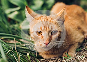 Portrait of a cute and fluffy red cat lying on the green grass in the spring garden and hunting for someone