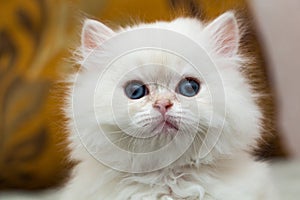 Portrait of a cute fluffy white British long-haired kitten