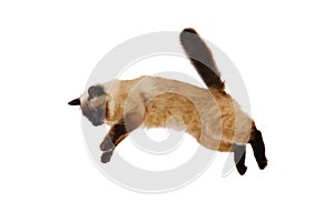 Portrait of a cute flying fluffy cat, isolated white bsckground