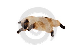 Portrait of a cute flying fluffy cat, isolated white bsckground