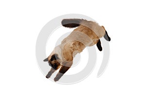 Portrait of a cute flying fluffy cat, isolated white bsckground